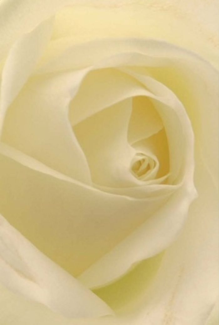 Viewed in intimate detail, this classic white rose becomes a study in tranquility and sophistication: each velvety petal unfurls in pristine layers, blending crisp white and mellow cream under the gentle, diffused light often found on quiet mornings along Hornchurch Road. The bloom appears almost illuminated from within, each fold and shadow collaborating to create a sense of purity and gentle resilience. As a floral tribute, this rose lends itself equally to a romantic gesture, an apology, or a centerpiece for an Emerson Park wedding, embodying both elegance and refined emotion. Its spiraled heart takes on near-perfection, while hints of pale lemon at the edges lend warmth and complexity. An unspoken fragrance seems to drift from the image-fresh, clean, and reassuring. The composition reflects not only nature's wisdom but also the meticulous hands of Emerson Park's florists, crafting arrangements that express exactly what words cannot, with sensitivity and local knowledge rooted in years of experience.